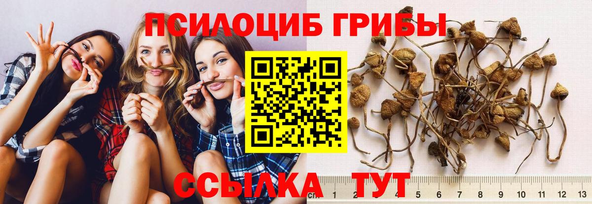 где купить наркоту  Вход с VPN  Галлюциногенные грибы GOLDEN TEACHER  Ноябрьск  Галлюциногенные грибы Psilocybine cubensis 
